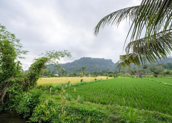 Kaivandra Sidemen Karangasem
